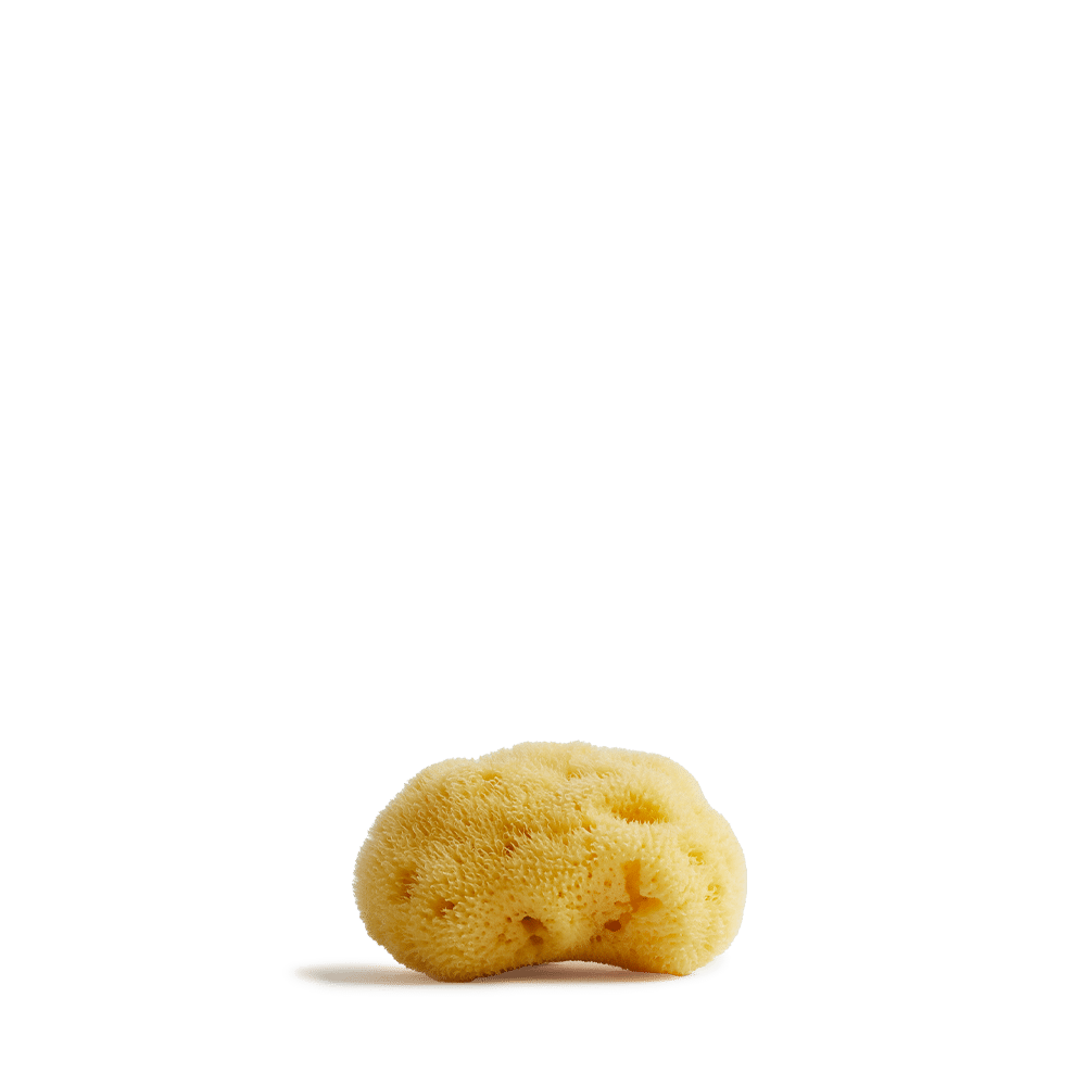 Meeresschwamm klein