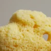 Meeresschwamm klein – Bild 2